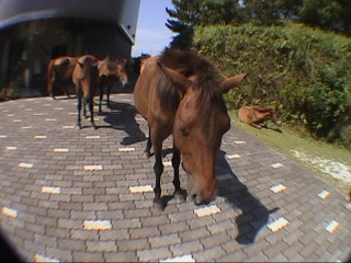 都井岬　ビジターセンタ前にいる野生の馬