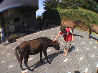 都井岬　ビジターセンタ前にいる野生の馬
